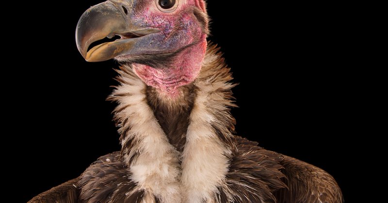 The astonishing superpowers of nature’s most unloved animals