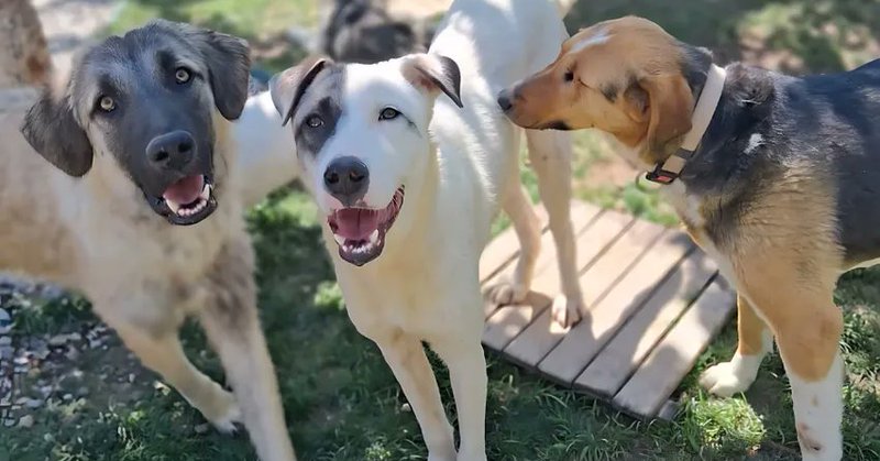 Take Action Before Tuesday March 31st : Vote for Dog Desk Animal Action CIC to share in £300,000