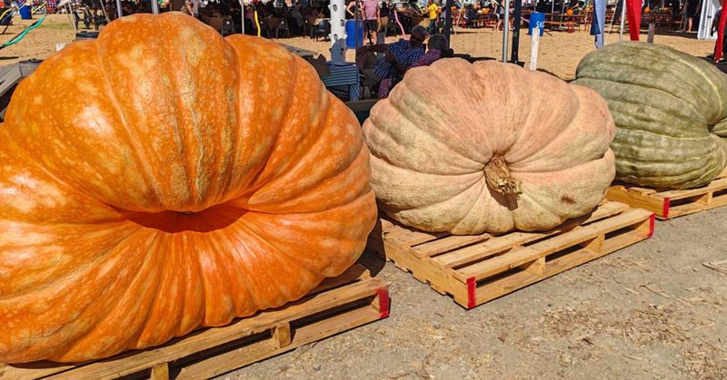 Net ’n paar van die groot menere wat in 2025 deelgeneem het.