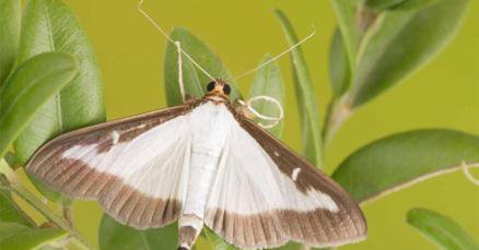 Box Tree Moth