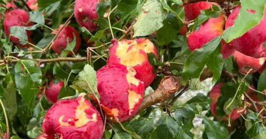 Hael het op 8 Februarie 2026 groot skade aan vrugte-oeste in die Koue Bokkeveld aangerig.