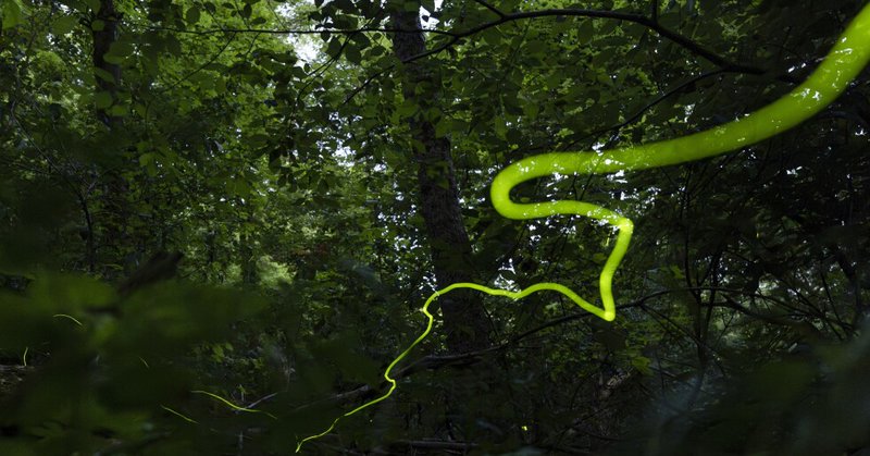 A long, slow-moving trail of light created by a Blue Ghost firefly is visible late Saturday, June 22, 2024, near Cincinnati. Fireflies produce a chemical reaction inside their bodies, allowing them to light up. This type of light production is called bioluminescence. (AP Photo/Carolyn Kaster)
