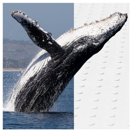 What a Humpback Whale and the SENSTEC Anti Slip Shower Tray have in Common.