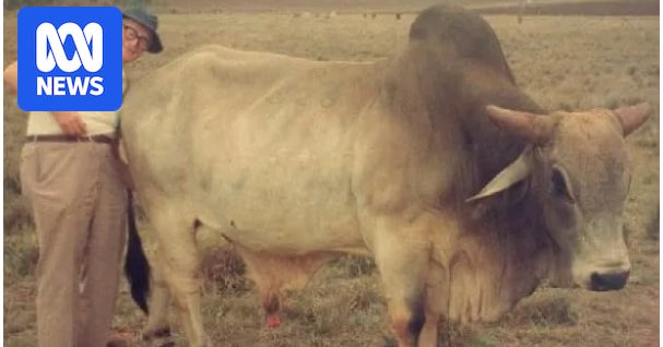 A man stands behind a large Brahman bull.