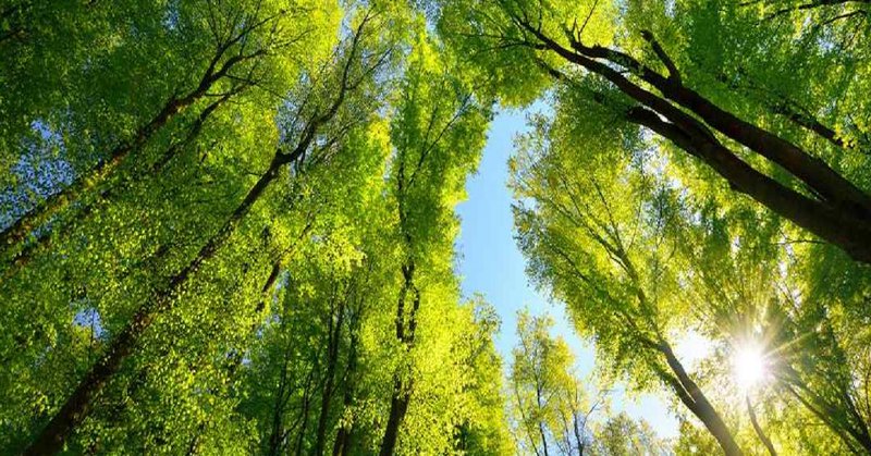 ‘हरित फुप्फुसे’ वाचवण्याची लढाई! गरवारे स्टेडियममधील ७५ झाडे तोंडीविरोधात जनहित याचिका Chhatrapati sambhajinagar Marathi News | After PIL High Court Issues Notice Over Proposed Felling of 75 Trees at Garware Stadium, Chhatrapati Sambhajinagar | Latest Chhatrapati sambhajinagar News at Lokmat.com