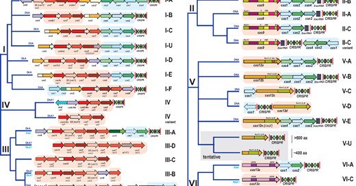 —Current classification of CRISPR-Cas systems. The organization of the CRISPR-cas loci and domain architectures of the effector proteins as well as the (predicted) target (DNA or RNA, or both) are shown for each subtype. The trees reflect the latest classifications for the Class 1 and Class 2 CRISPR-Cas systems (Makarova etal. 2015; Koonin etal. 2017) and are not traditional phylogenetic trees. The block arrows...