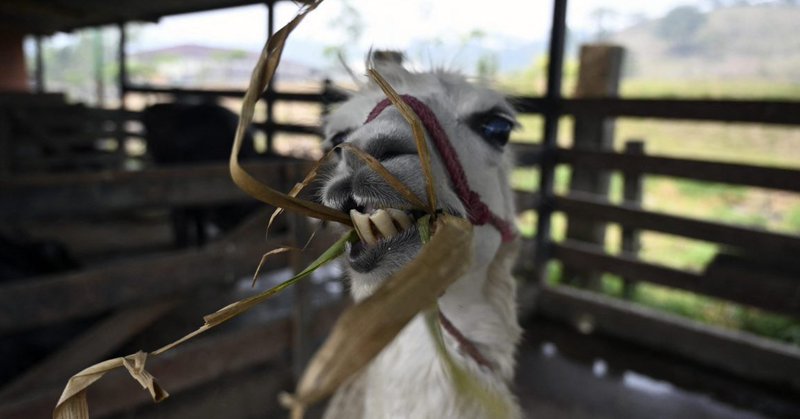 A llama at the Joya Grande Zoo in Honduras.