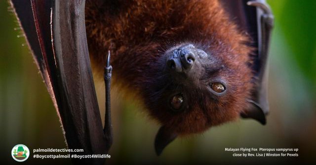 Malayan Flying Fox Pteropus vampyrus