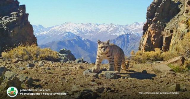 Andean Mountain Cat Leopardus jacobita - South America