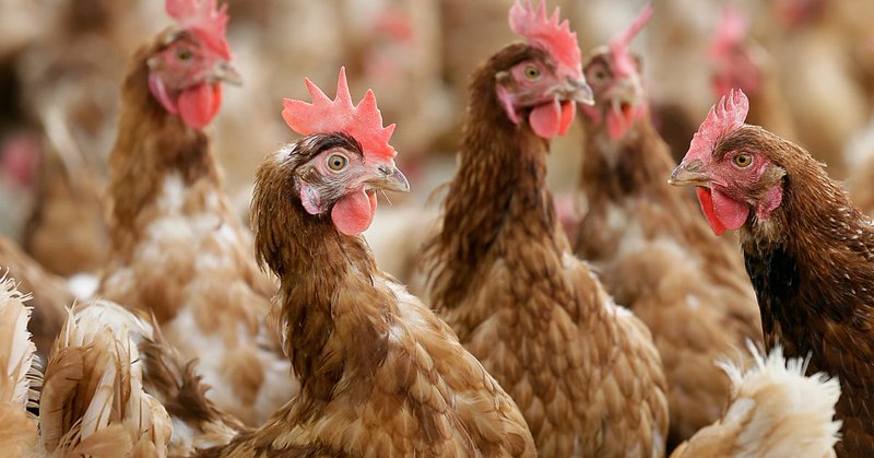 Italy confirms first European human H9N2 avian flu case