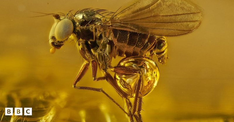 Park winged fungus gnat trapped in amber