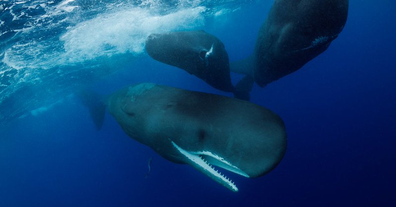 three sperm whales
