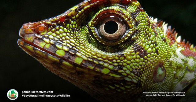 Borneo Forest Dragon by Bernard Dupont
