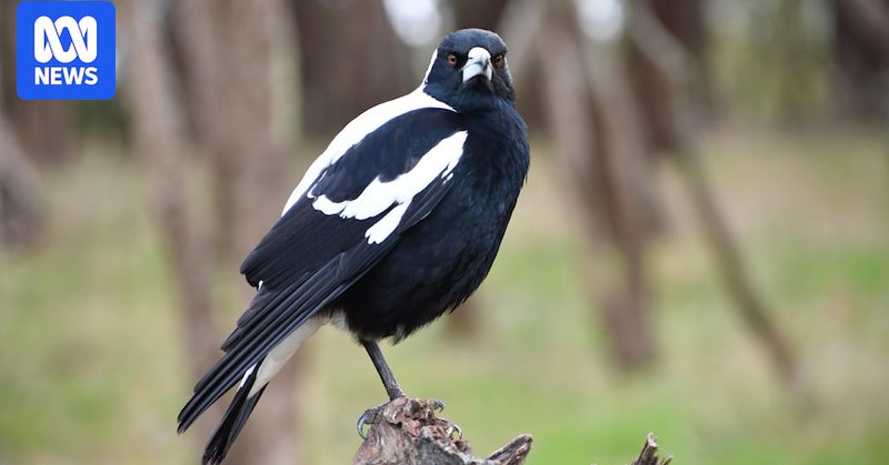 A black and white magpie sits on a small branch, looking at the camera.