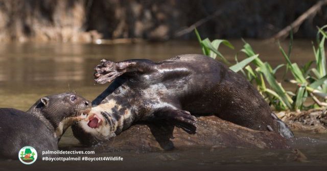 Giant Otter Pteronura brasiliensis playing together