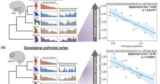 More common neuronal cell types evolve more slowly than rare types. a) Rationale for the hypothesis that more common neuronal types might evolve more slowly than rarer types. A gene expression change in a common cell type has a large negative effect on fitness, whereas the same change in a rarer cell type has a smaller effect. Made with BioRender. b) Left: outline of our data analysis strategy. SnRNA-seq from the...