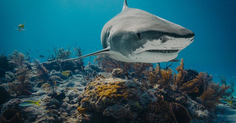 Caffeine, Cocaine Found in Bahamian Sharks
