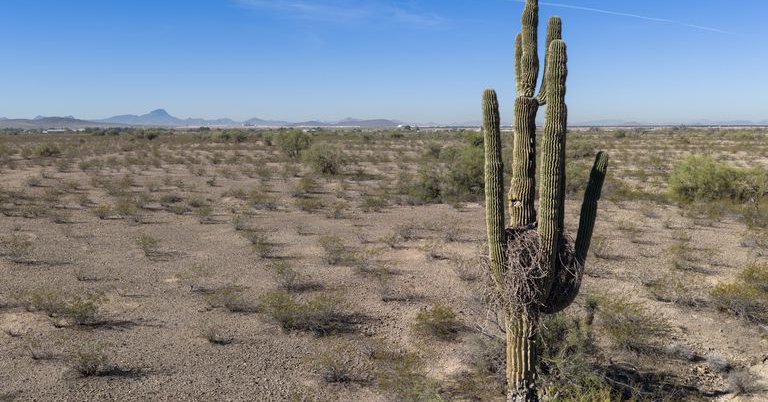 A dried saguaro during record-breaking heat Thursday. Pic: AP