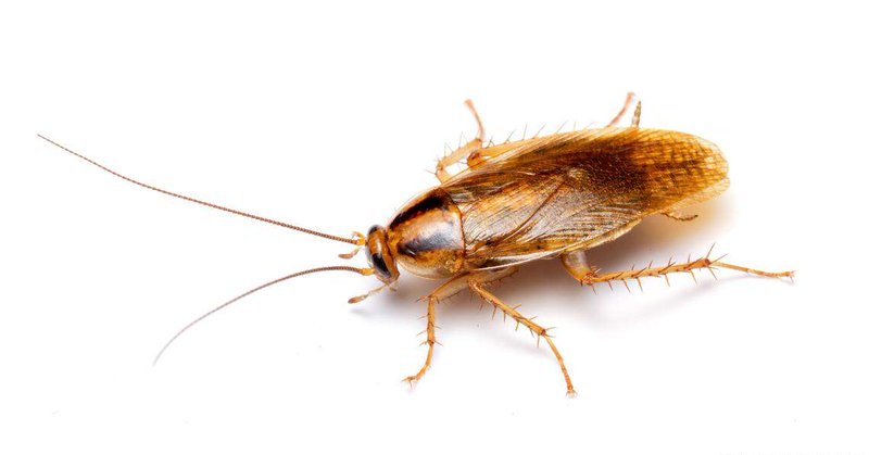 An adult German cockroach.