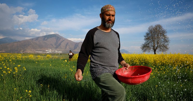 A farmer spread fertilizer on his mustard field this week in Pampore, India. Large parts of Asia, particularly India and Thailand, are most exposed to fertilizer supply shortages.