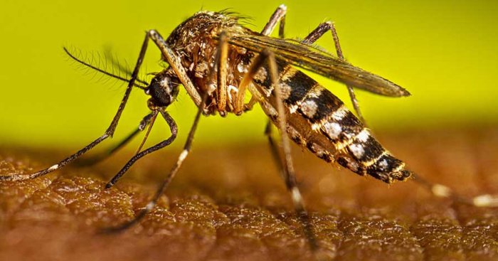 El presente estudio se centró en el comportamiento del Aedes aegypti