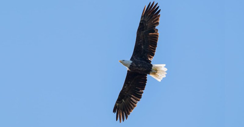A bald eagle is seen in flight in this generic image. (Source: Getty)