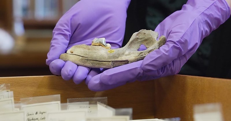 Új tanulmány: kutyák már 5 ezer évvel korábban éltek az emberrel, mint eddig hittük