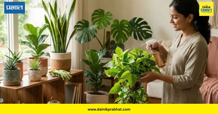 Indoor Plants: एसीशिवाय घर ठेवा कूल! या ‘५’ इनडोअर झाडांनी मिळवा नैसर्गिक थंडावा