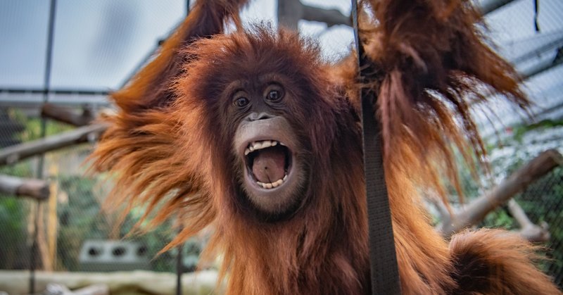 Chester Zoo - Sumatran Orangutan