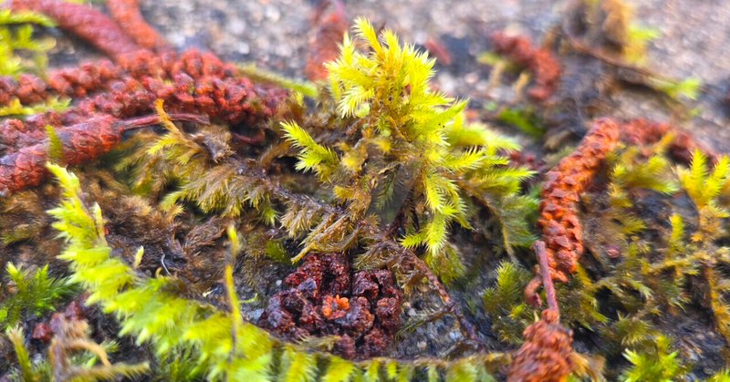 Photographie intitulée "Secret Gardens of the Tiny World" par Catf