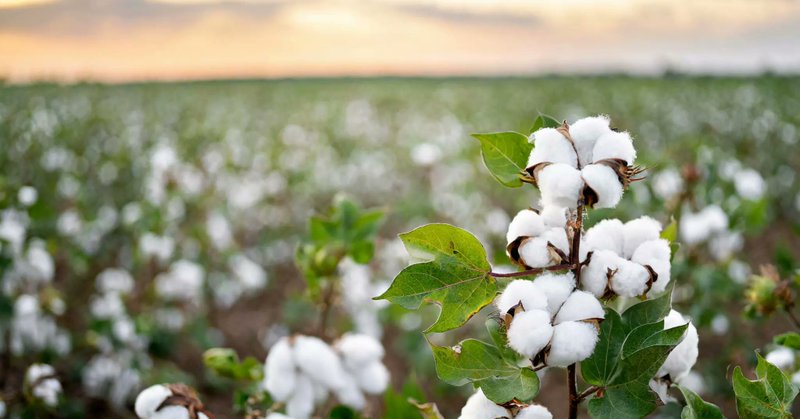 Cotton Prices: ഇന്ത്യയിൽ പരുത്തി വില കുതിപ്പ്: ഡിമാൻഡ് ഉയർന്നതോടെ വിപണി ചൂടുപിടിക്കുന്നു