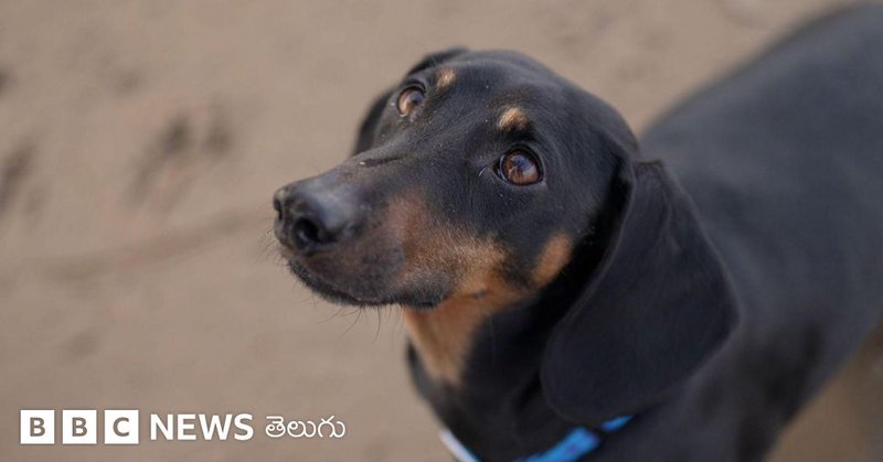 కుక్కలు, పెంపుడు జంతువులు, చరిత్ర, పురావస్తు శాఖ