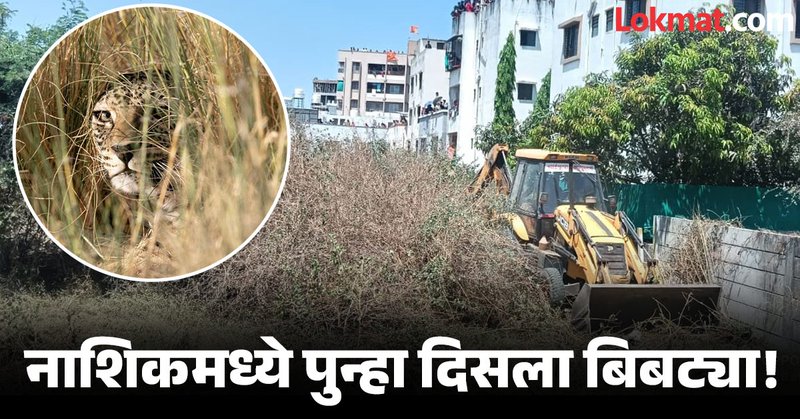 Nashik: रो-हाऊसमध्ये शिरला बिबट्या, पथकाला बघून गवतात पळला; नाशिकच्या ध्रुवनगर भागात थरार Nashik Marathi News | Nashik: Leopard entered a row house, ran into the grass after seeing the team; Thrill in Dhruvnagar area of Nashik | Latest Nashik News at Lokmat.com