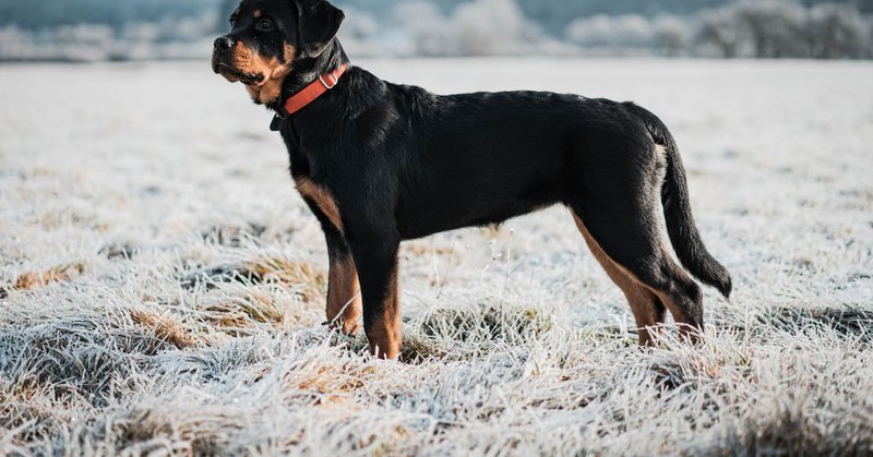 Rottweiler, perro. Foto: Unsplash