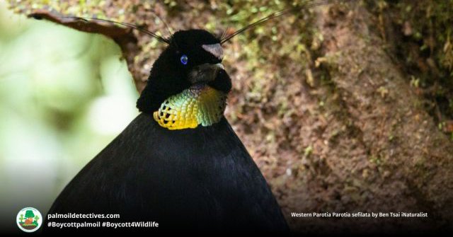 Western Parotia Parotia sefilata by Ben Tsai iNaturalist