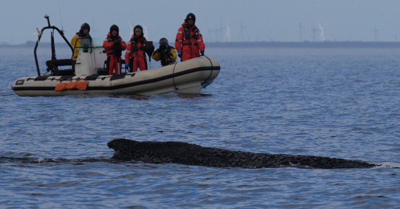 A humpback whale swims in the Baltic Sea, accompanied by an inflatable boat, after freeing itself the night before from being stranded off Niendorf in Timmendorfer Strand, Germany, Friday March 27, 2026. (Marcus Brandt/dpa via AP)