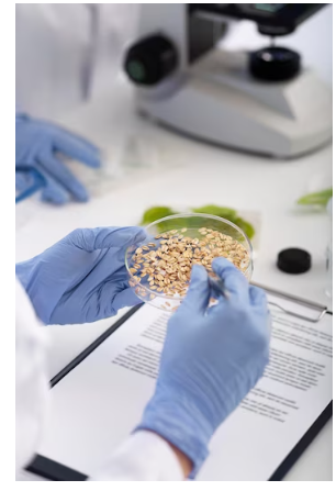 Grain Analysis Market