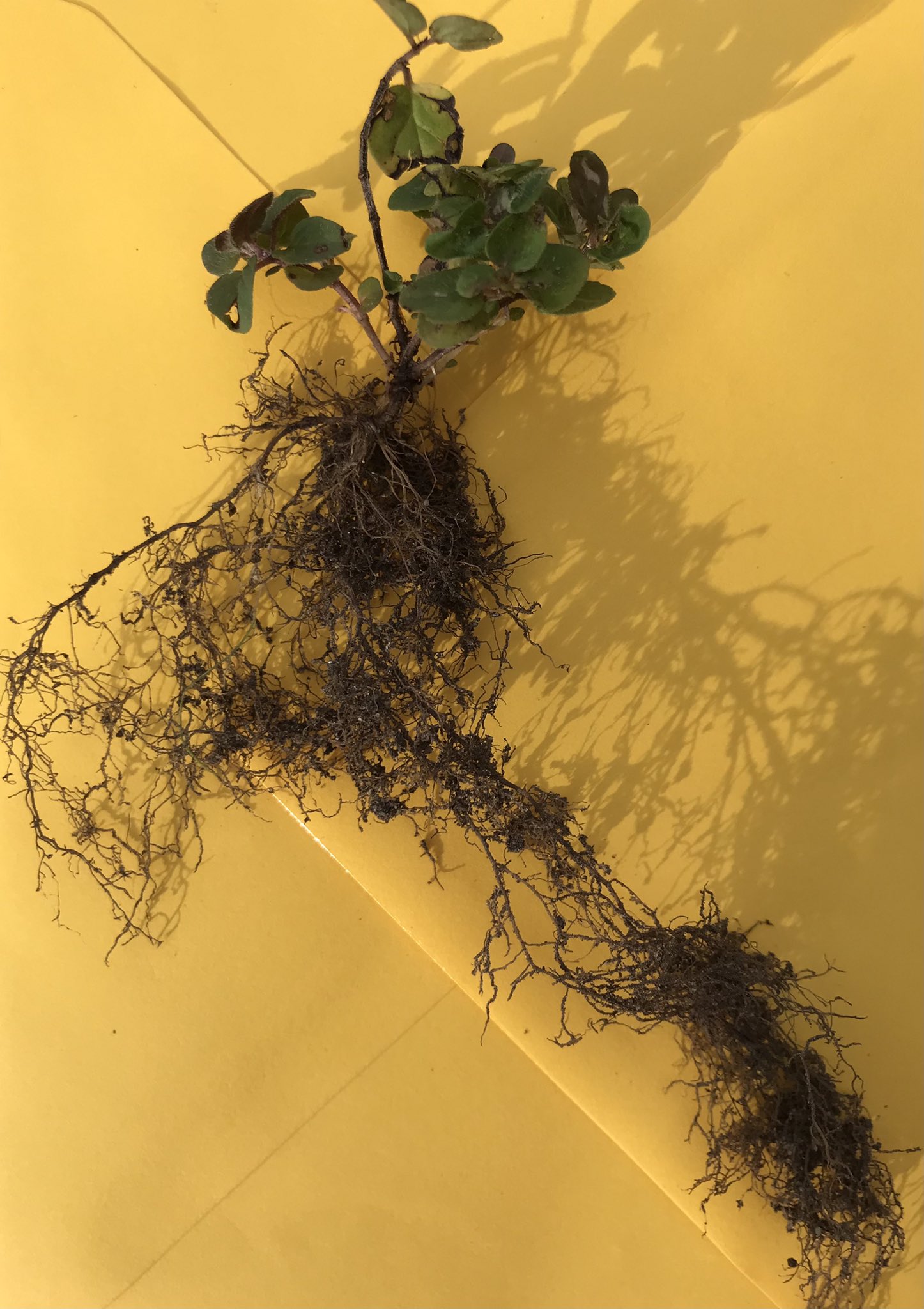 Small round leaves plant lying on its side with root system three it’s size, bright yellow background.