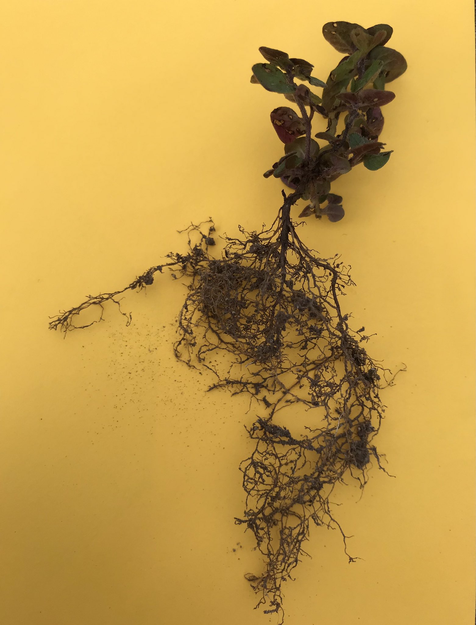 Small round leaves plant lying on its side with root system twice it’s size, bright yellow background.