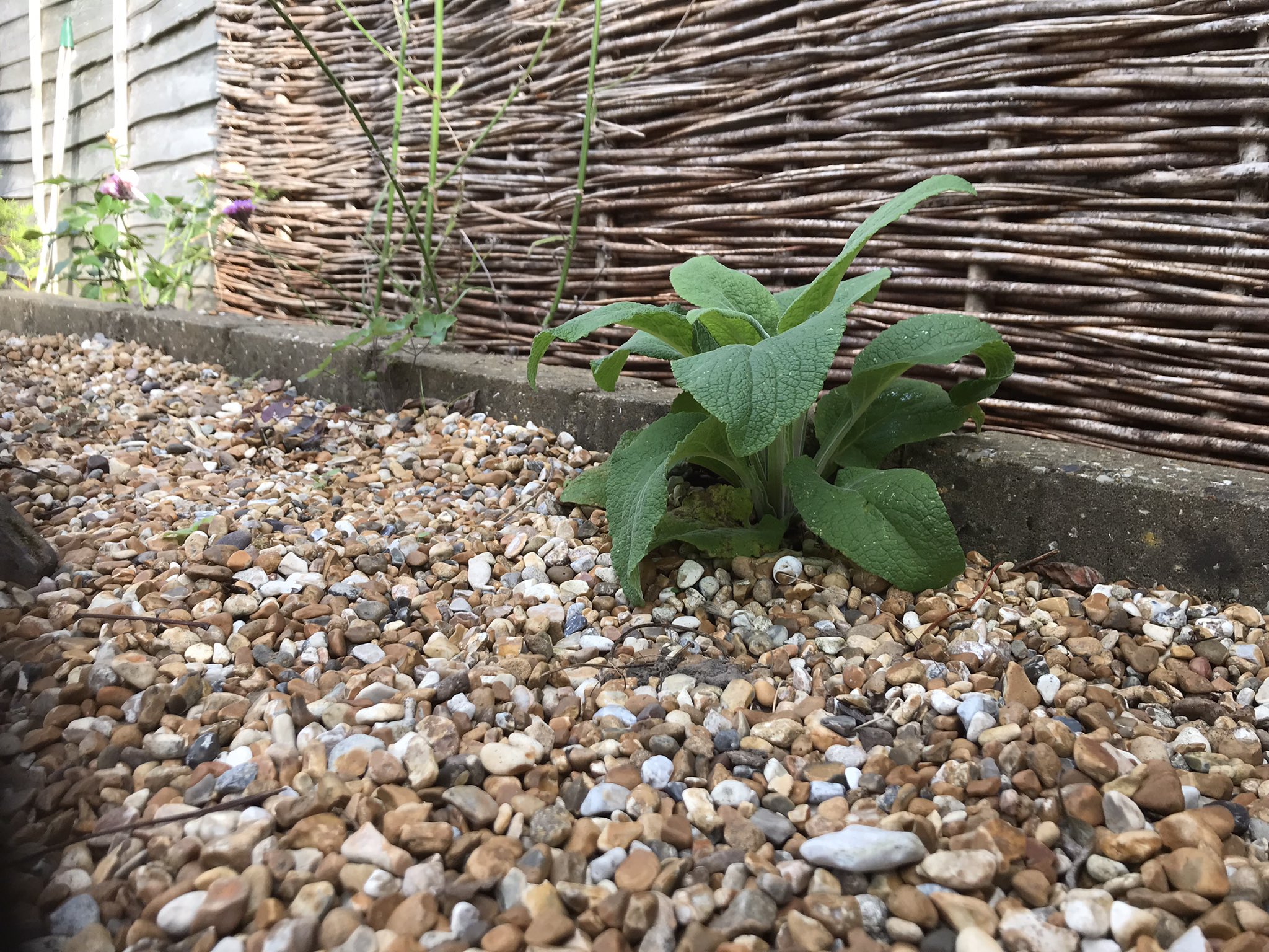 Close up of gravel and bottom of fence with a healthy start to a foxglove growing in the gravel with large green floppy leaves.