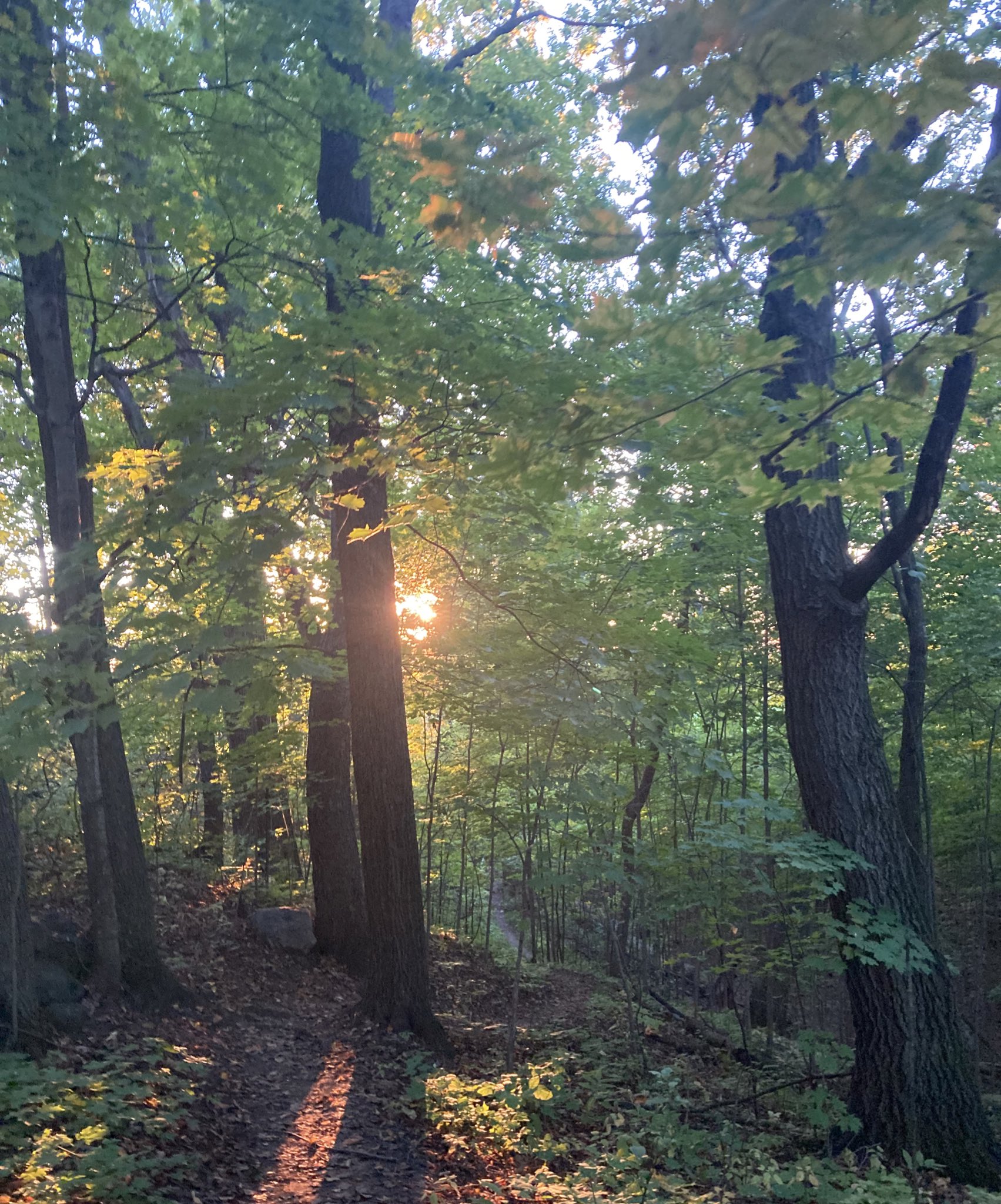 Sun shining through the trees in the forest