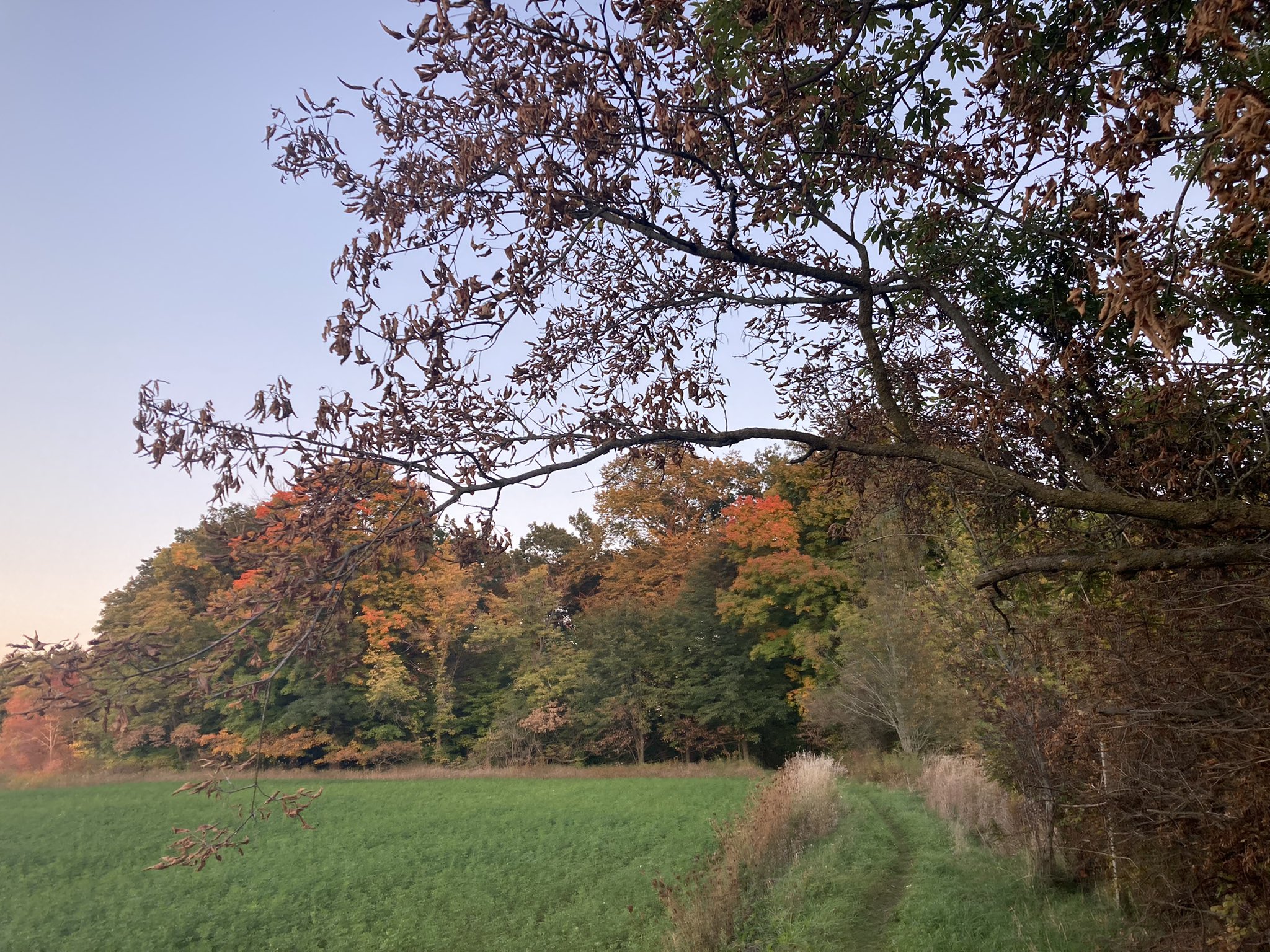 Trees overhead and in the background at the Ice Age Trail