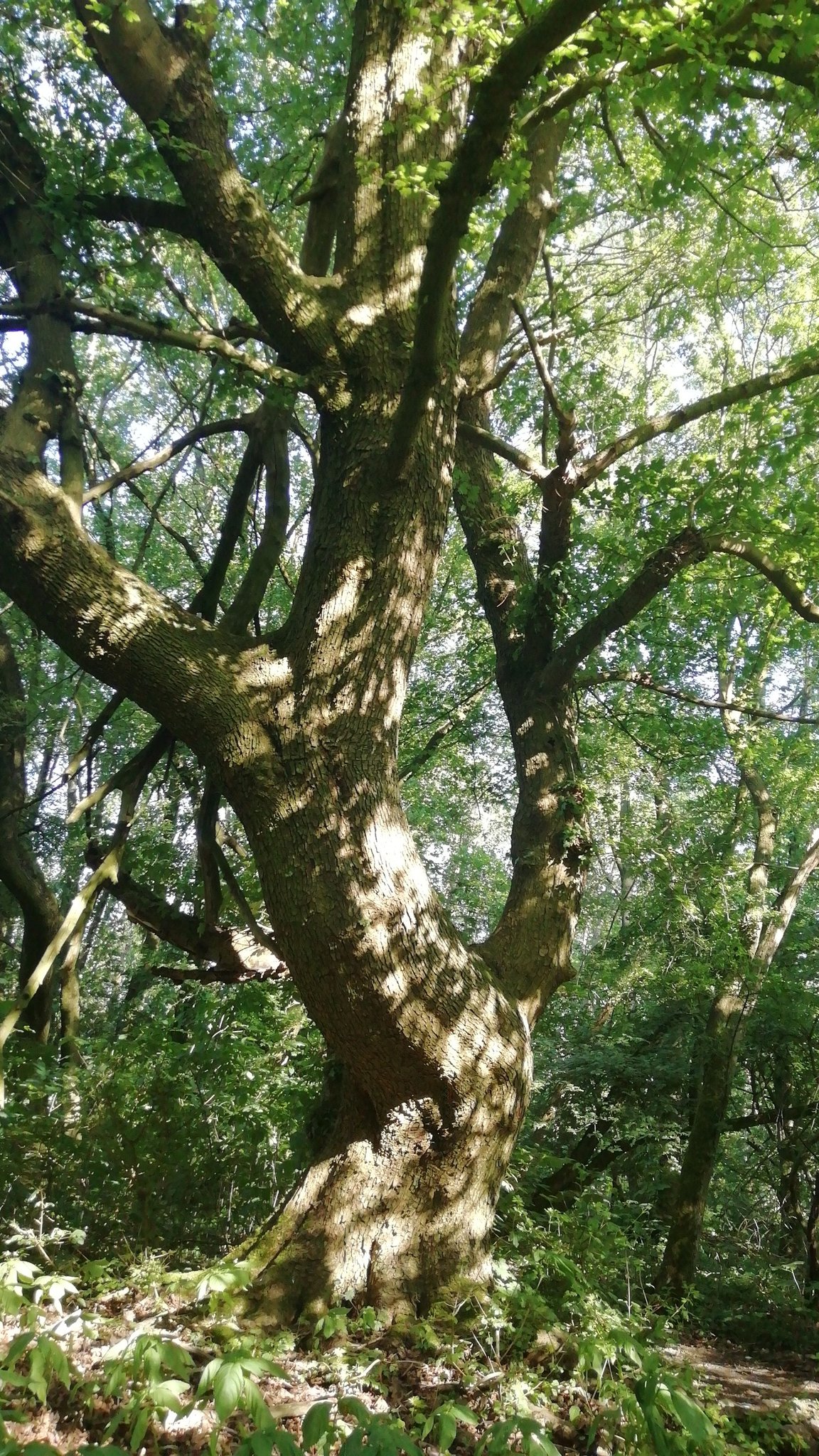 Beautiful tree in Teutoburg Forest Germany 