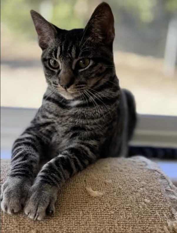 Adopt Jax in #CastroValley, CA!  Courtesy Post for Angus & Friends Cat Rescue.  More info at https://angusandfriendscatrescue.com
#adoptdontshop #BayArea #cats