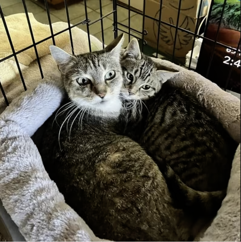 Adopt Lady in #CastroValley, CA!  Courtesy Post for Angus & Friends Cat Rescue.  More info at https://angusandfriendscatrescue.com
#adoptdontshop #BayArea #cats