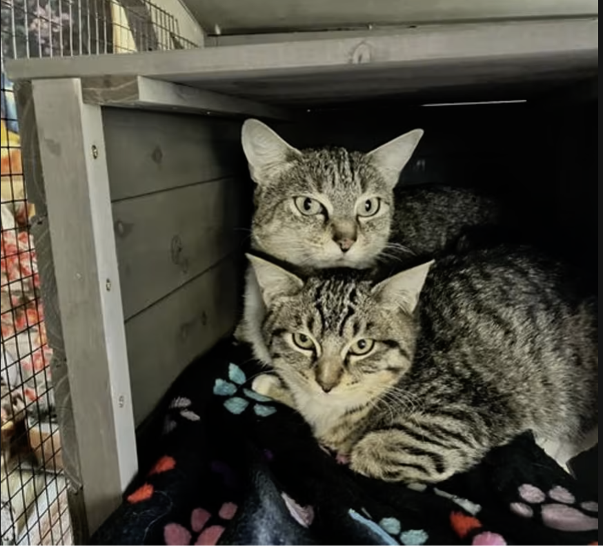 Adopt Lady in #CastroValley, CA!  Courtesy Post for Angus & Friends Cat Rescue.  More info at https://angusandfriendscatrescue.com
#adoptdontshop #BayArea #cats