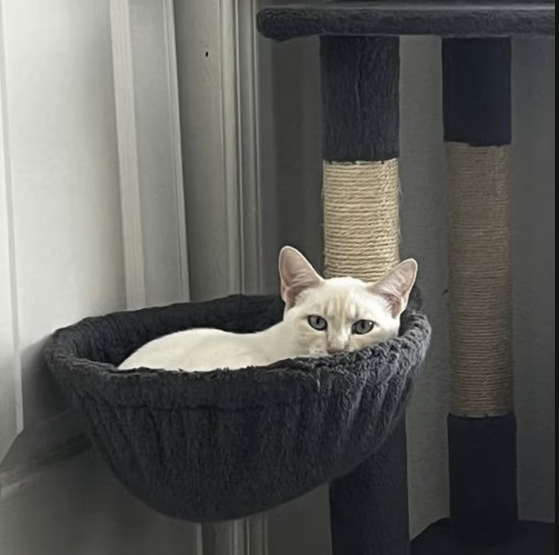 Adopt Lucky in #CastroValley, CA!  Courtesy Post for Angus & Friends Cat Rescue.  More info at https://angusandfriendscatrescue.com
#adoptdontshop #BayArea #cats