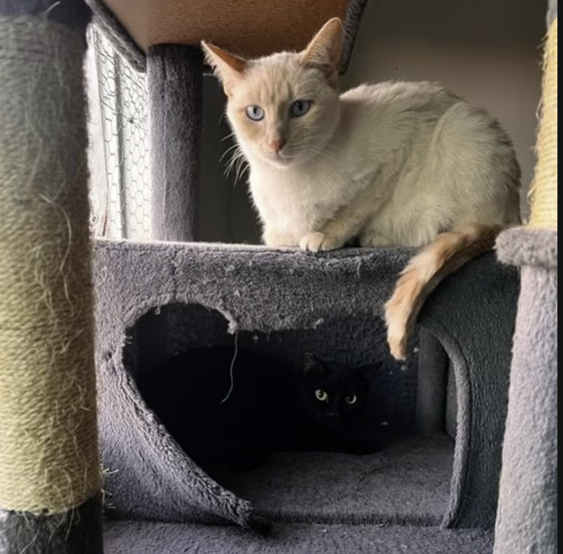 Adopt Lucky in #CastroValley, CA!  Courtesy Post for Angus & Friends Cat Rescue.  More info at https://angusandfriendscatrescue.com
#adoptdontshop #BayArea #cats