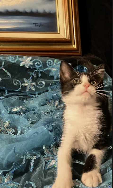 Adopt Gumdrop in #CastroValley, CA!  Courtesy Post for Angus & Friends Cat Rescue.  More info at https://angusandfriendscatrescue.com
#adoptdontshop #BayArea #cats