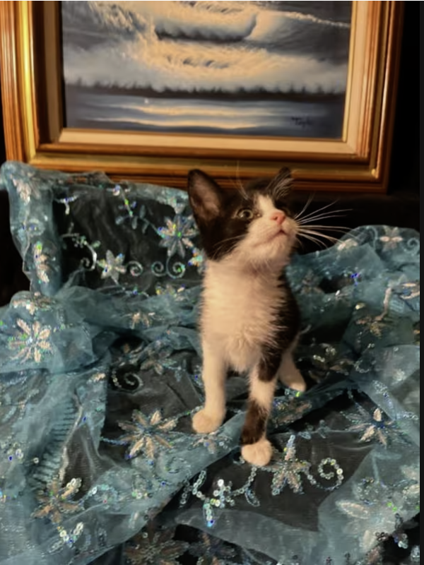 Adopt Gumdrop in #CastroValley, CA!  Courtesy Post for Angus & Friends Cat Rescue.  More info at https://angusandfriendscatrescue.com
#adoptdontshop #BayArea #cats